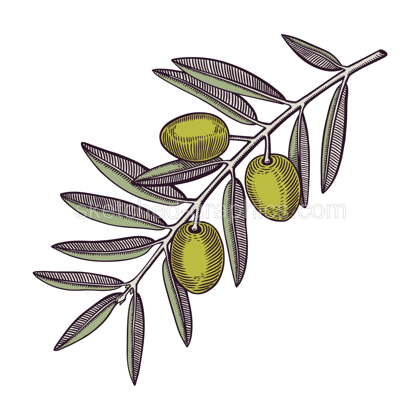 Olive tree branch with fruits and leaves in engraved style. Mediterranean plant with vegetables. Italian or Greek food ingredient sketch. Hand-drawn vector illustration isolated on white background.  Illustration